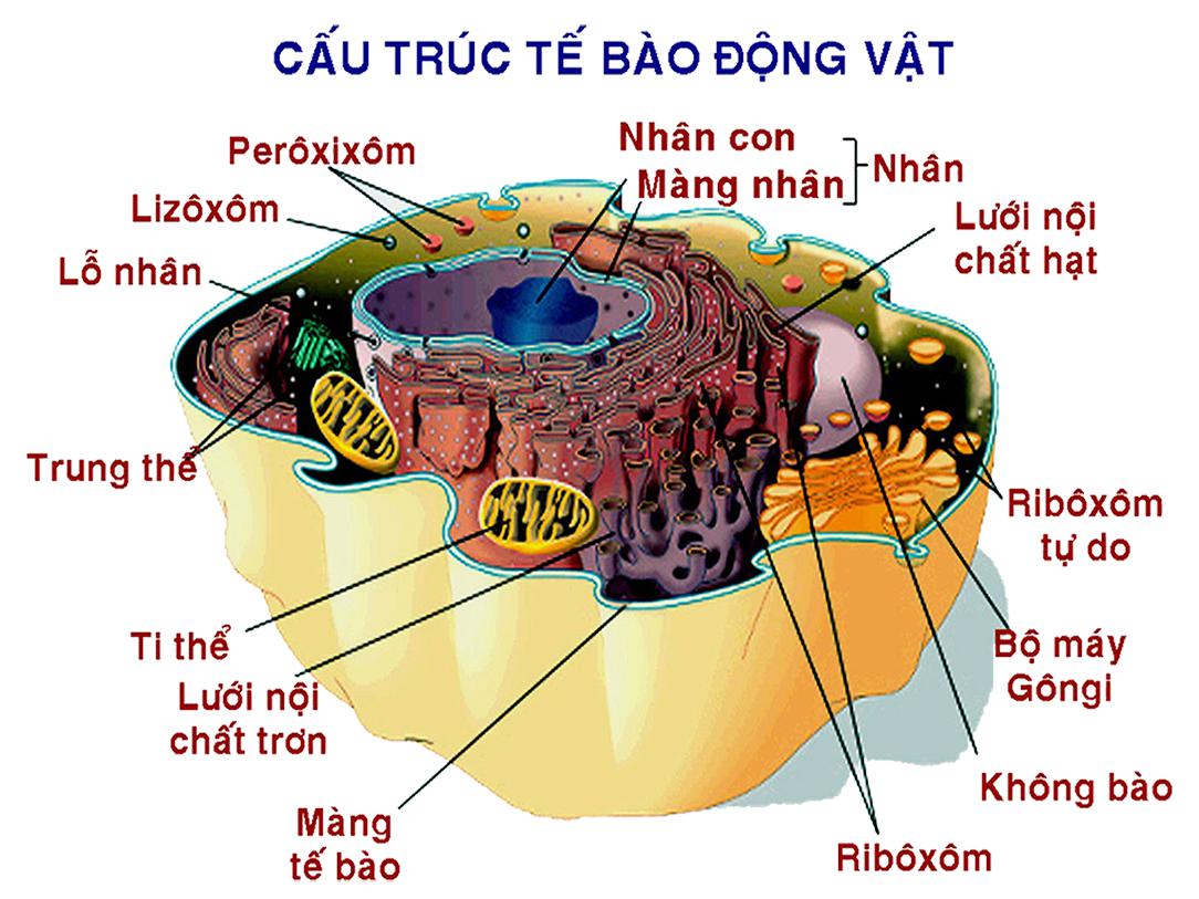 Lizoxom 7  Sinh học 10  Nguyễn Văn Lương  Website BIOLOGY