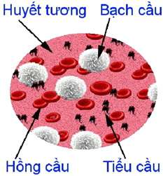 Soạn Sinh 8 Bài 13: Máu và môi trường trong cơ thể Giải SGK Sinh học 8 trang 44