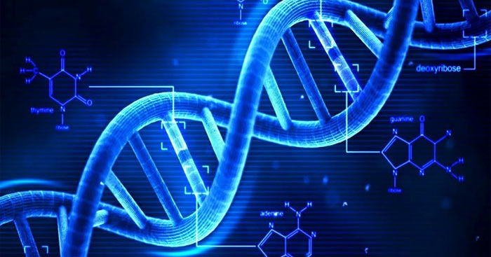 Tính Chất Chức Năng Và Cấu Trúc Không Gian của ADN