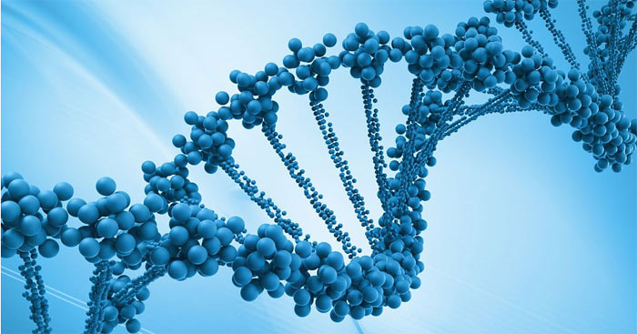 Quá trình nhân đôi ADN diễn ra như thế nào?
