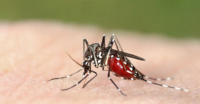 Muỗi a-nô-phen làm cách nào để truyền bệnh sốt rét cho con người?
