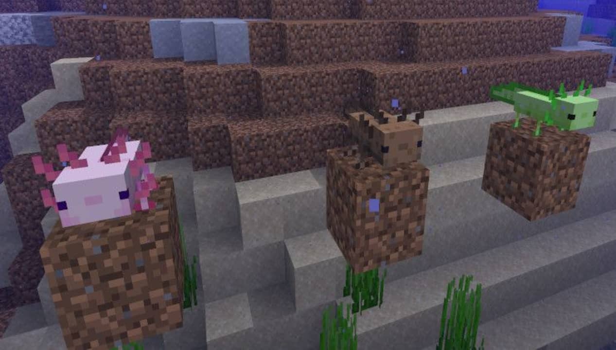 Cách nâng Axolotl trong Minecraft