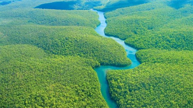 Rừng Amazone