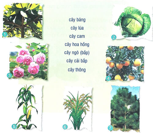 Soạn bài Lá phổi xanh (trang 21) Tiếng Việt lớp 2 Cánh diều Tập 2