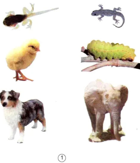 Khoa học lớp 5 Bài 55: Sự sinh sản của động vật Giải bài tập Khoa học lớp 5 trang 112