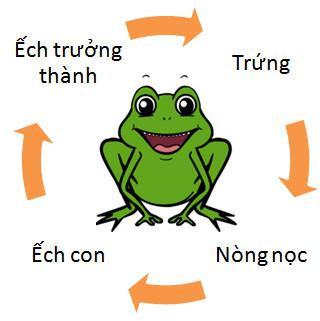 Chu trình sinh sản của ếch