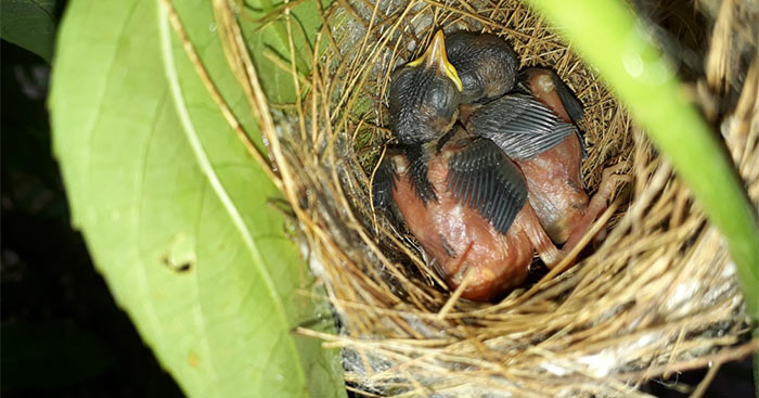 Khoa học lớp 5 Bài 58: Sự sinh sản và nuôi con của chim - Kho Tài Liệu