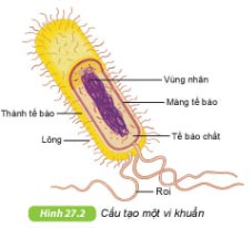 KHTN Lớp 6 Bài 27: Vi khuẩn Sách Khoa học tự nhiên 6 Kết nối tri thức với cuộc sống trang 92