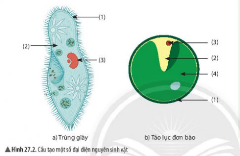 Cơ thể đơn bào và cơ thể đa bào  KHTN 6 Chân trời sáng tạo