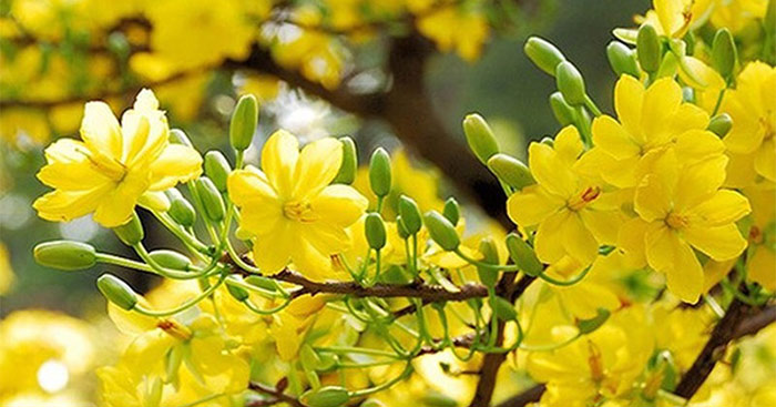 Viết đoạn văn miêu tả vẻ đẹp của một loài hoa thường có vào ngày Tết ở địa phương em Luyện tập về tính từ – Tiếng Việt 4 Chân trời sáng tạo