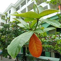 Viết: Luyện tập viết bài văn miêu tả cây cối - Tiếng Việt 4 Chân trời sáng tạo