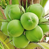 Tập làm văn lớp 2: Tả quả dừa (4 mẫu)