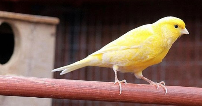 Đoạn văn đề xuất cách bảo vệ các loài chim