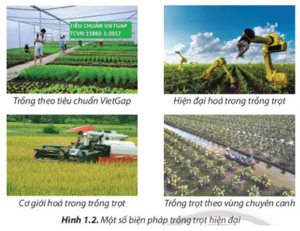 Công nghệ 7 Bài 1: Nghề trồng trọt ở Việt Nam Giải Công nghệ lớp 7 Bài 1 trang 6 sách Chân trời sáng tạo