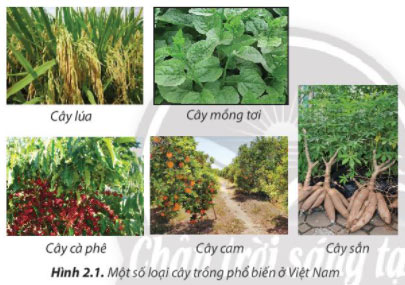 Công nghệ 7 Bài 2: Các phương thức trồng trọt ở Việt Nam Giải Công nghệ lớp 7 Bài 2 trang 10 sách Chân trời sáng tạo