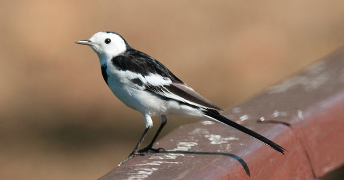 Giáo án điện tử tiết: Đọc - Bầy chim chìa vôi | Bài giảng điện tử ngữ văn 7  kết nối tri thức | Kenhgiaovien.com