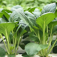 Công nghệ 7 Bài 5: Trồng và chăm sóc cây cải xanh
