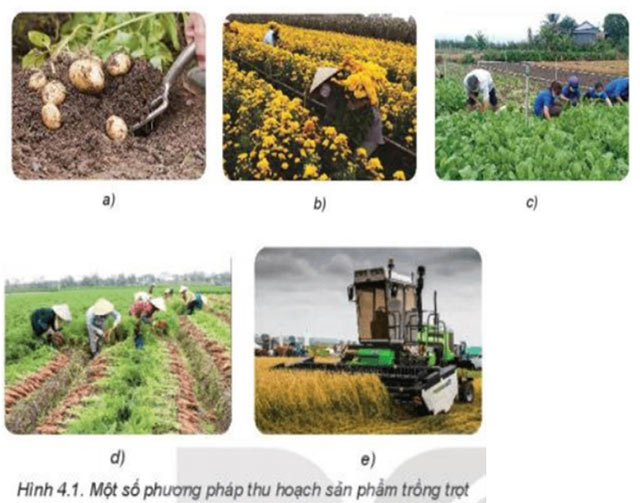 Công nghệ 7 Bài 4: Thu hoạch sản phẩm trồng trọt Giải Công nghệ lớp 7 Bài 4 trang 19 sách Kết nối tri thức với cuộc sống