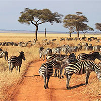 Địa lí 7 Bài 9: Thiên nhiên châu Phi