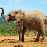 Văn mẫu lớp 7: Tóm tắt truyện Thầy bói xem voi (12 mẫu) 