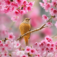 Trong khổ thơ đầu của Mùa xuân nho nhỏ, nhà thơ miêu tả mùa xuân qua những hình ảnh nào?