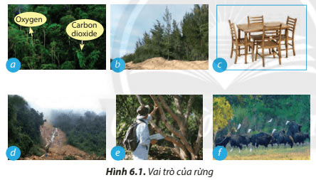 Công nghệ 7 Bài 6: Rừng ở Việt Nam Giải Công nghệ lớp 7 Bài 6 trang 38 sách Chân trời sáng tạo