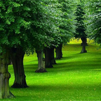 Viết đoạn văn ngắn về phong trào trồng và bảo vệ cây xanh ở địa phương 