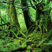 Công nghệ 7 Bài 8: Trồng, chăm sóc và bảo vệ rừng