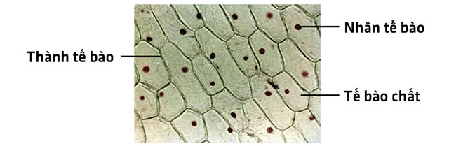 14 Thực hành Tế Bào học ý tưởng  tế bào thực vật báo hạt tinh bột