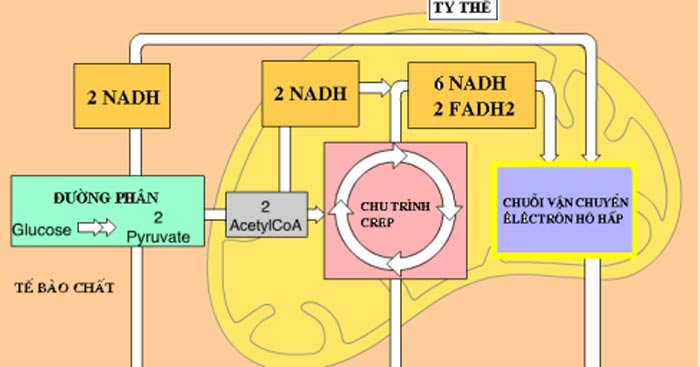 So sánh hiệu quả năng lượng của quá trình hô hấp hiếu khí và lên men - Trường THPT Nguyễn Đình Chiểu