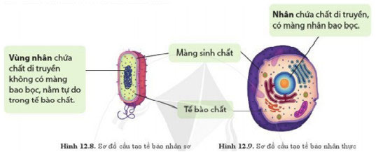 Cấu tạo của tế bào nhân sơ và tế bào nhân thực