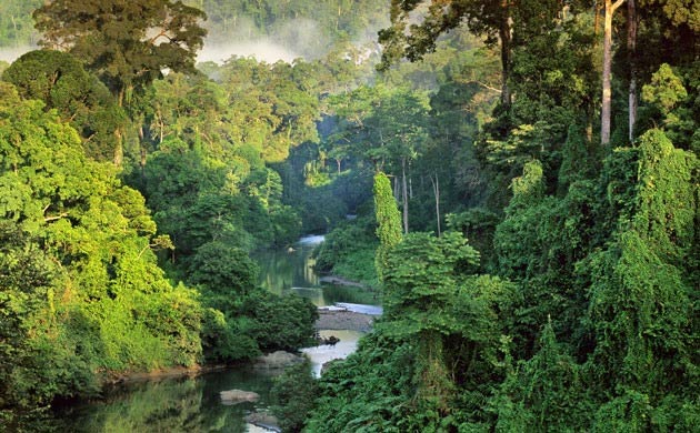 Rừng nhiệt đới ở Nam Mỹ