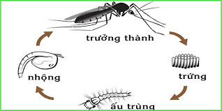 Tìm hiểu về vòng đời của muỗi.