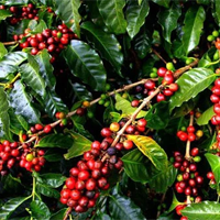 Viết báo cáo ngắn gọn về tình hình sản xuất và tiêu thụ sản phẩm của cây cà phê ở nước ta
