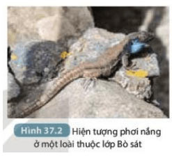 Hình 37.2