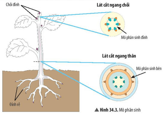 Hình 34.4