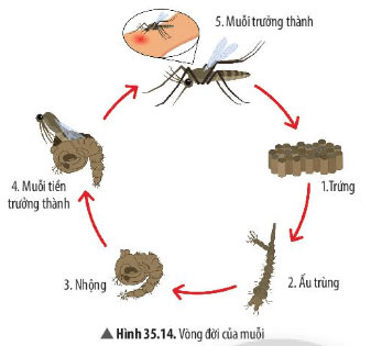 Hình 35.14