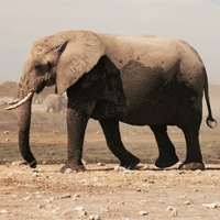 Viết đoạn văn tiếng Anh về Save the Elephants (2 Mẫu)