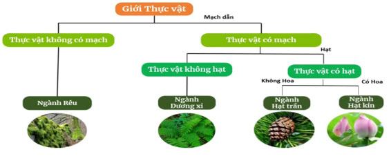 Bộ đề thi giữa học kì 2 môn Khoa học tự nhiên 6 năm 2022 – 2023 sách Kết nối tri thức với cuộc sống 9 Đề kiểm tra giữa kì 2 môn KHTN 6 (Có đáp án + Ma trận)