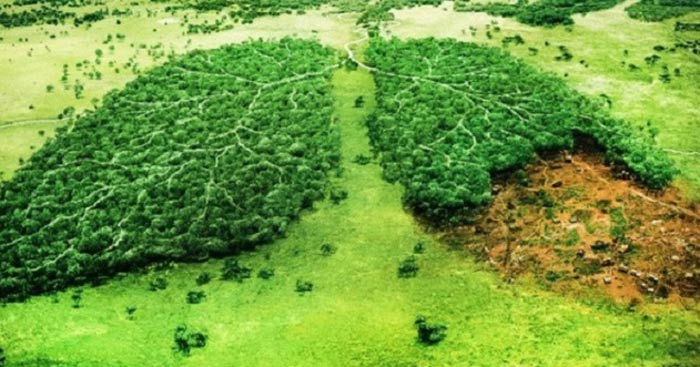 Viết đoạn văn tiếng Anh về nạn phá rừng (3 Mẫu) Nạn phá rừng bằng tiếng Anh