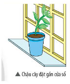 Chậu cây ở vị trí gần cửa sổ