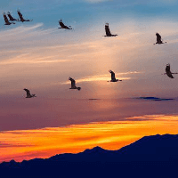Soạn bài Những điều bí ẩn trong tập tính di cư của các loài chim Chân trời sáng tạo