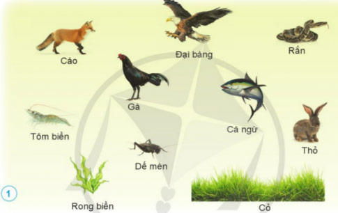 Khoa học lớp 4 Ôn tập chủ đề Sinh vật và môi trường Giải Khoa học lớp 4 sách Cánh diều