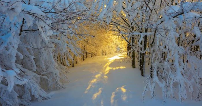Viết đoạn văn về hình ảnh mang ý nghĩa tượng trưng hay nhất trong Con đường  mùa đông
