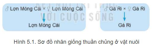 Công nghệ 11 Bài 5: Nhân giống vật nuôi Giải Công nghệ Chăn nuôi 11 Kết nối tri thức trang 28, 29, 30, 31, 32