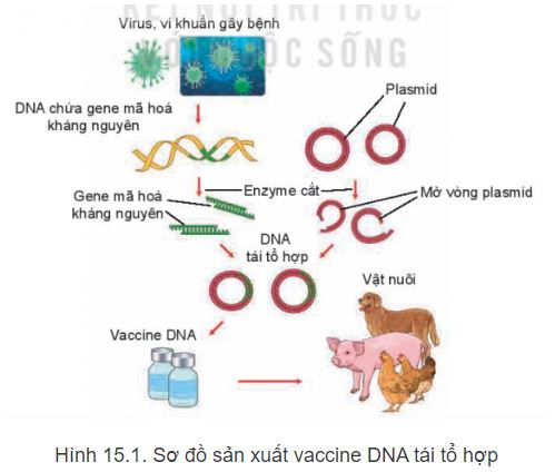 Ứng dụng công nghệ sinh học trong phòng, trị bệnh vật nuôi - Kết nối ...