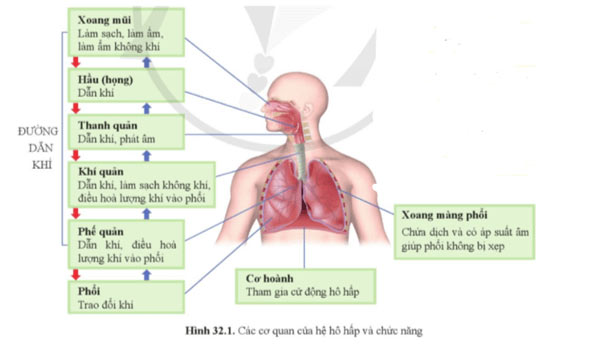 KHTN 8 Bài 32: Hệ hô hấp ở người Giải KHTN 8 Cánh diều trang 152, 153, 154, 155, 156