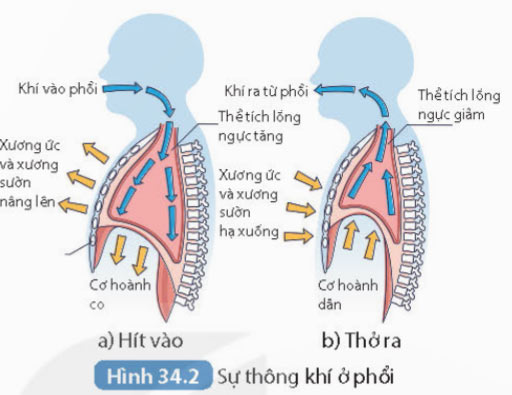 KHTN 8 Bài 34: Hệ hô hấp ở người Giải KHTN 8 Kết nối tri thức trang 142, 143, 144, 145