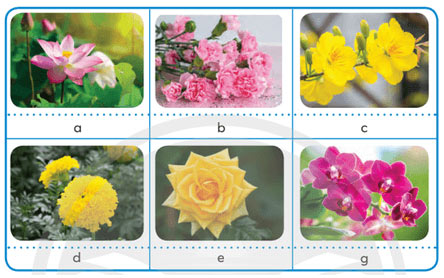 Công nghệ lớp 4 Bài 1: Hoa và cây cảnh quanh em Giải Công nghệ lớp 4 Chân trời sáng tạo trang 6, 7, 8, 9,10, 11