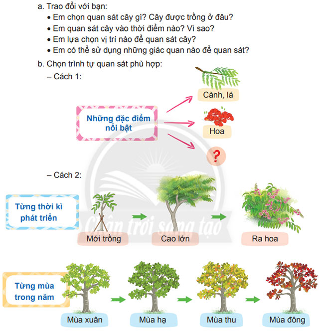 Viết: Quan sát, tìm ý cho bài văn miêu tả cây cối – Tiếng Việt 4 Chân trời sáng tạo Tiếng Việt lớp 4 Chân trời sáng tạo tập 2 Bài 2